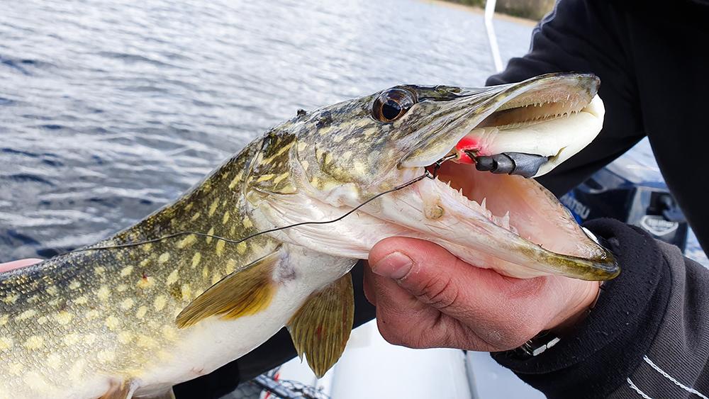 If you try to catch pike like this, your fishing heart will be