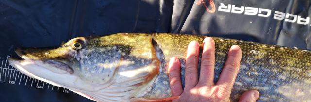 Savage Gear Rolling Swivels Pike Bass Wrasse Cod Predator Lure Fishing Tackle